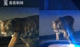 最新爆料斩虎事件视频播放,惊心动魄的生死较量